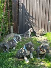 Blue American Staffordshire Terrier Amstaff