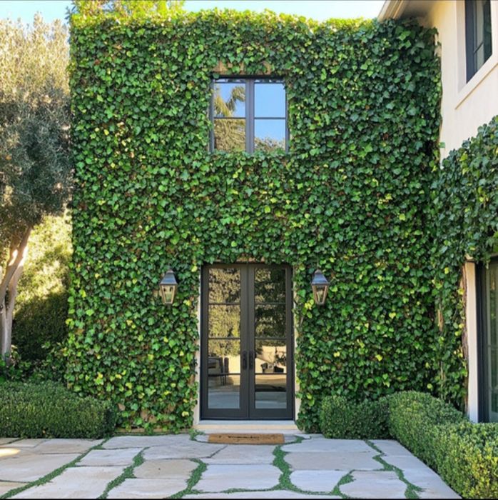 Плющ звичайний, вічнозелений