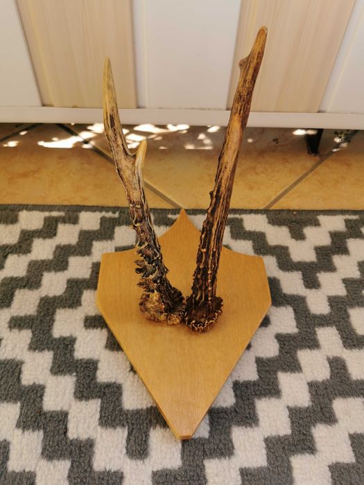 Poroże parostki Kozioł