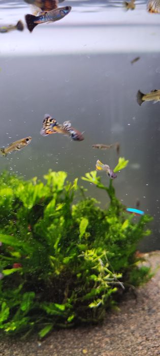 Guppys sortidos - Criação caseira