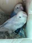 Casal Agapornis Roseicollis