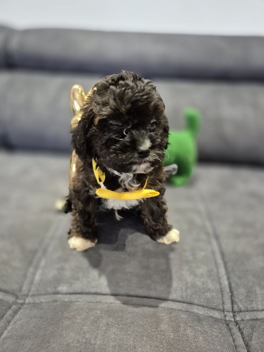 Cavapoo f1b piesek badania ! Sobolowy