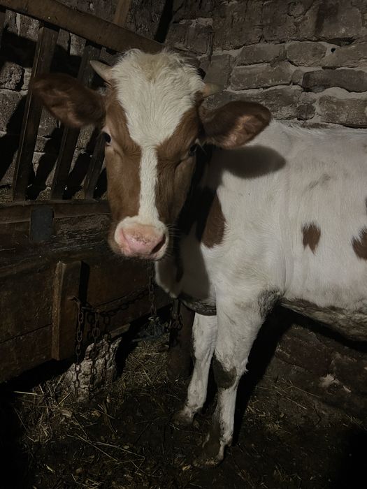 Продається молода теличка , один рік . На утримання . Дуже Спокійна