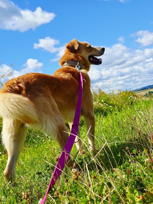 Labi z charakteru jak Labrador