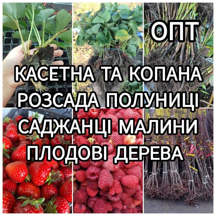 Розсада Полуниці Саджанці Малини Плодові дерева Рассада Клубники