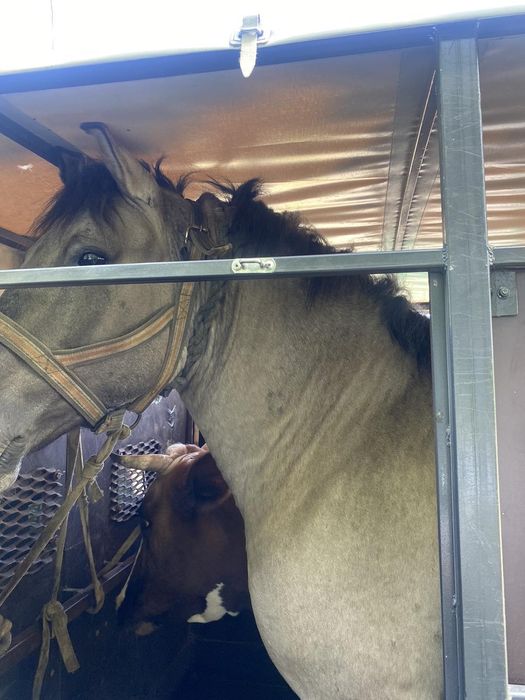 Послуги  скотовоза