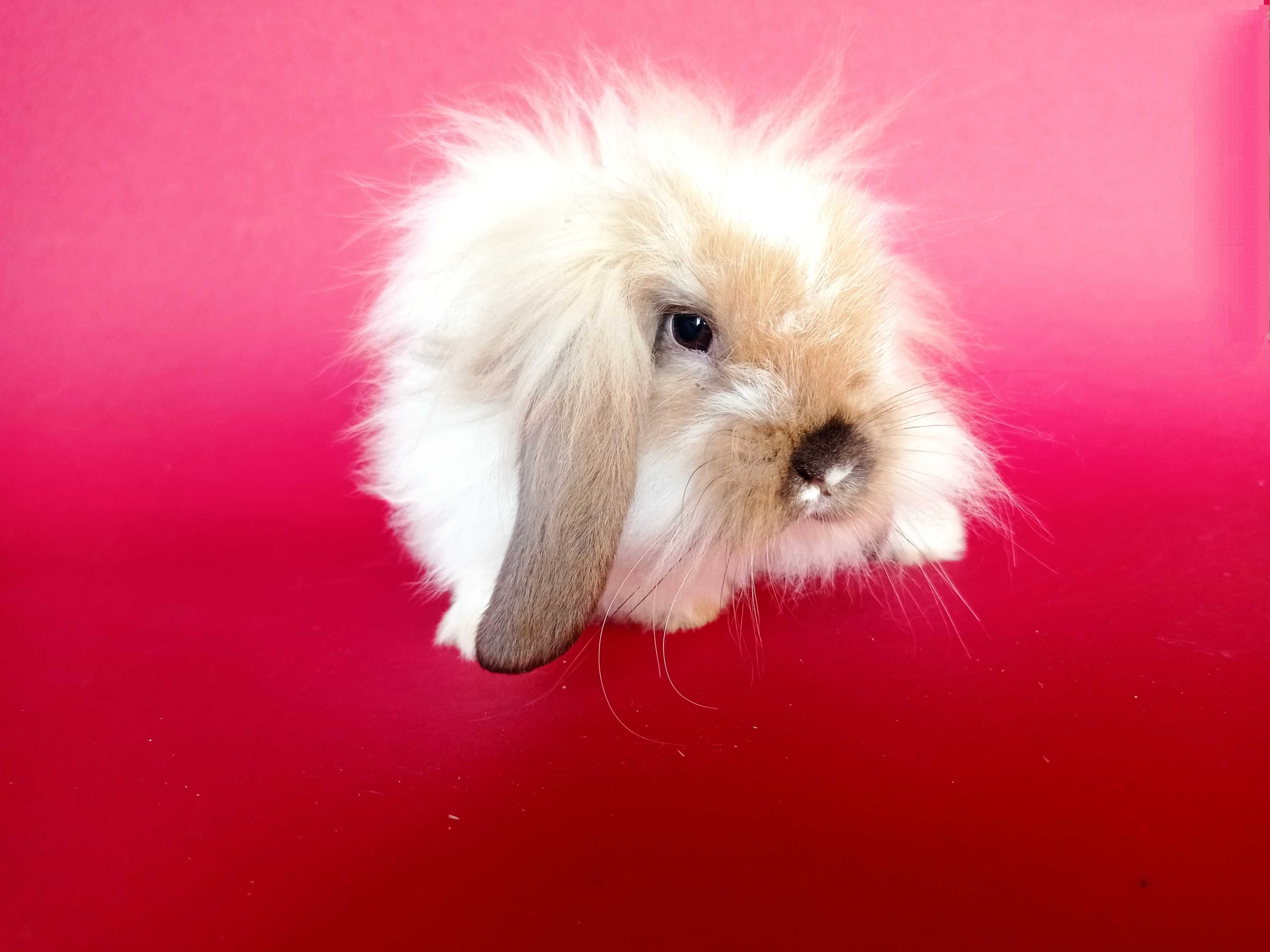 Mini lop, baranek miniaturka, karzełek baranek