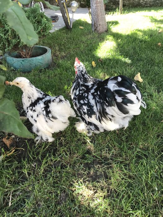 Пара кохів молодих мрамурних.