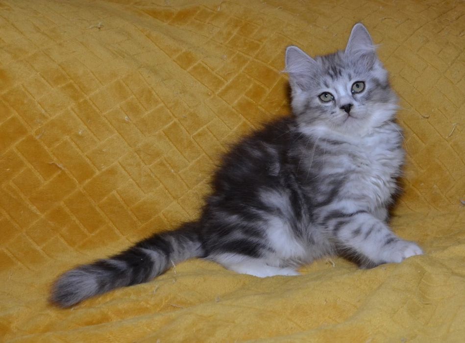 Rodowodowy kot syberyjski * kocurek Diamond * rodowód FPL/FIFE