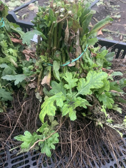 Хризантема кущі сорт Bigudi