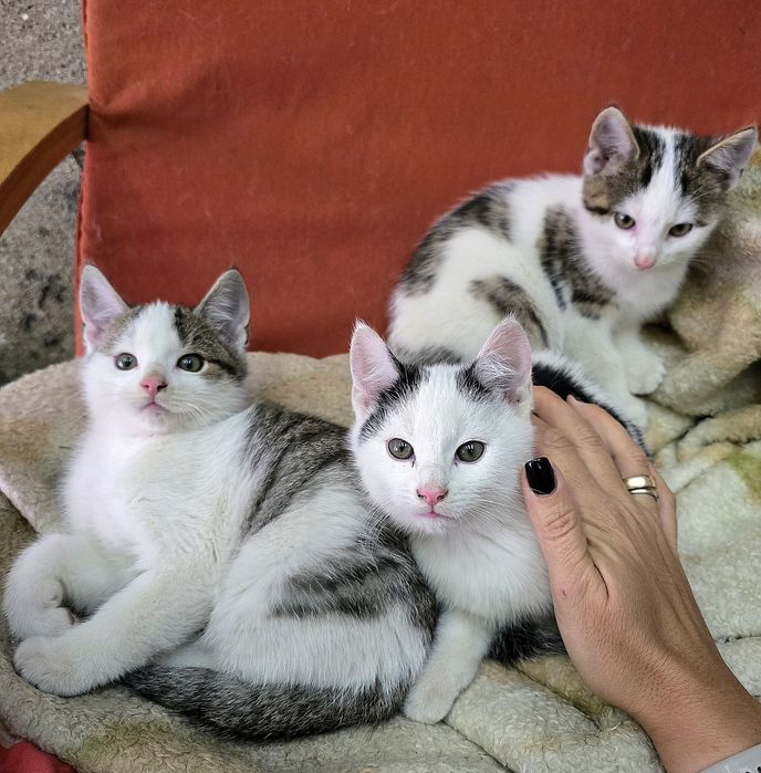 Kotki kocietkotki oddam w dobre ręce kociaki Brodnica koteczki kot