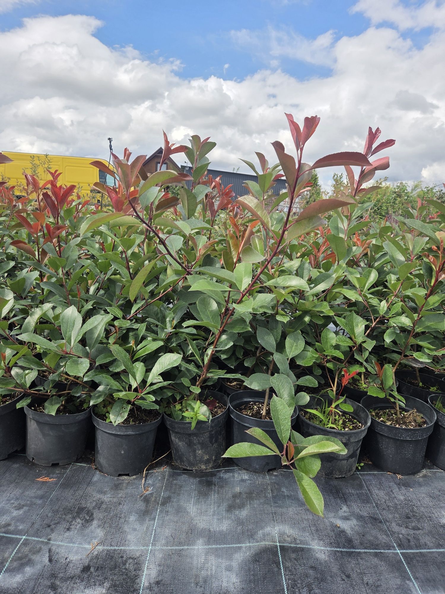 Głogowbik Photinia Redrobin 80cm donicach C5