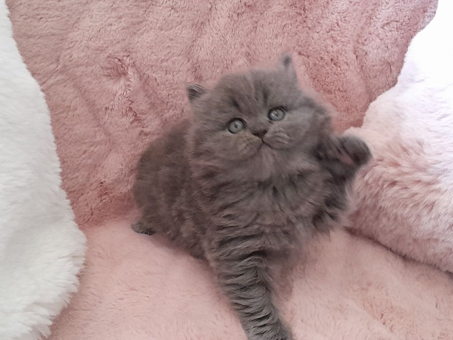 Gatinha  British Long hair .