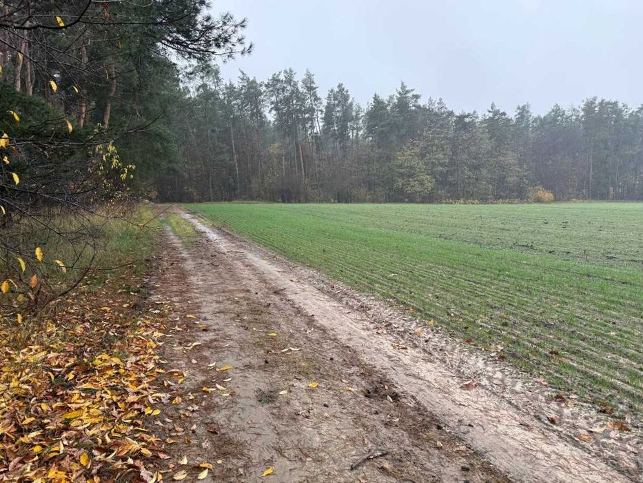 Продаж ділянки 335 соток біля лісу