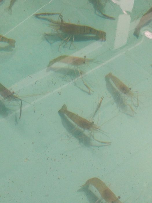 Комплект обладнання Новий для вирощування креветки Макробрахіум Розенб