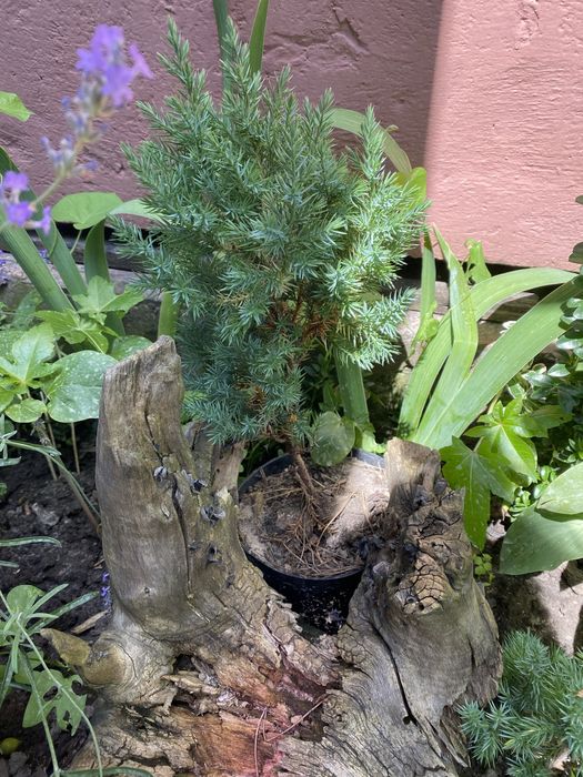 Ялівець варієгатний стрікта, схожий на ялинку