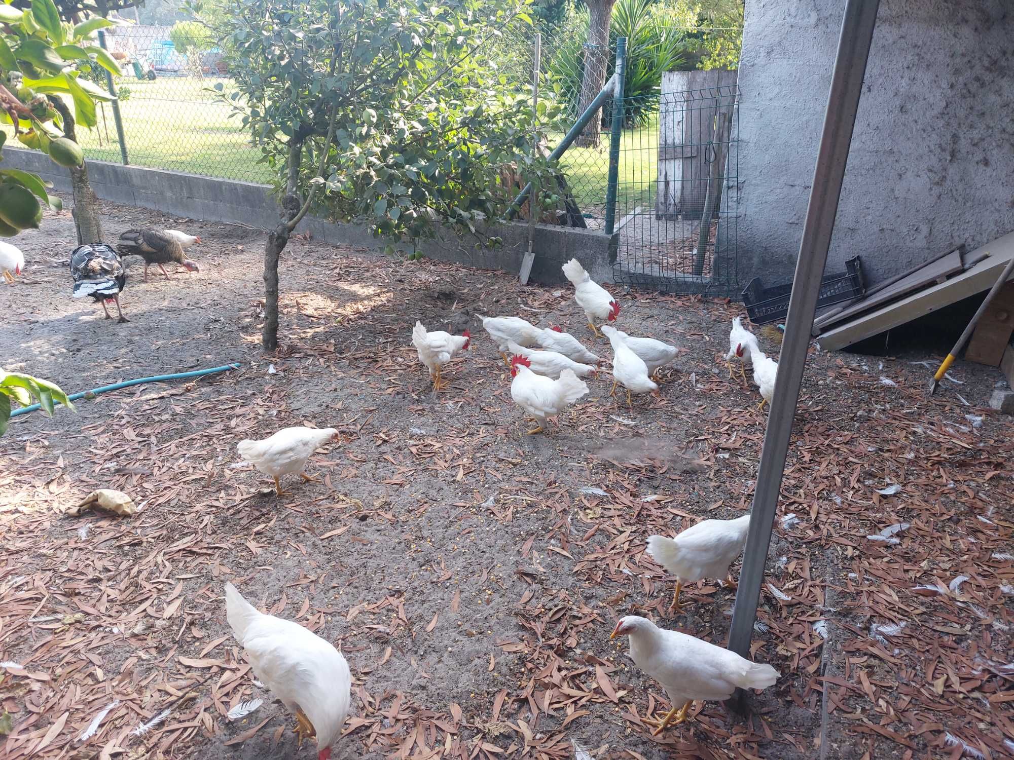 Casal galinhas leghorn