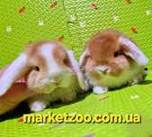 Солоденькі малюки Mini Lop чекають на люблячих господарів!