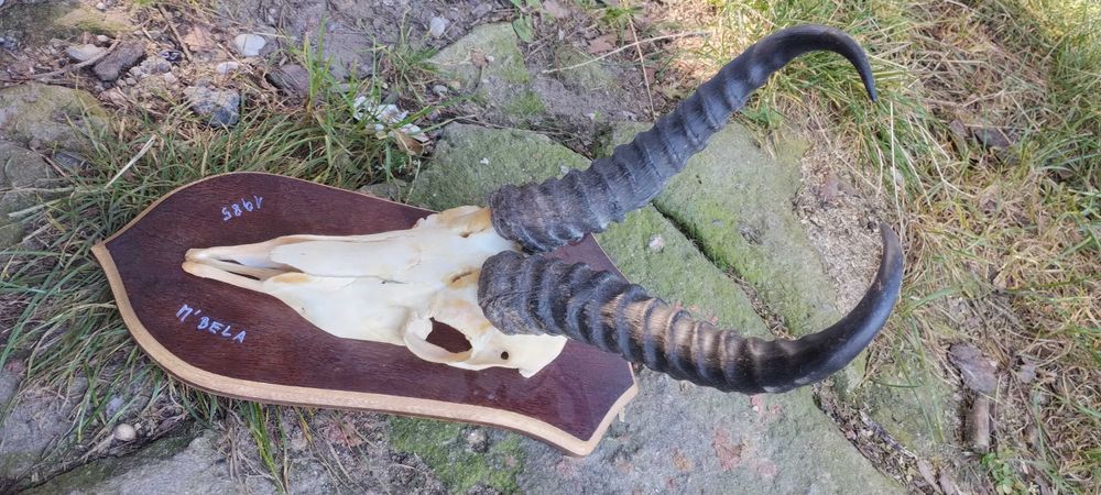 Antylopa Springbock rogi Afryka trofeum poroże