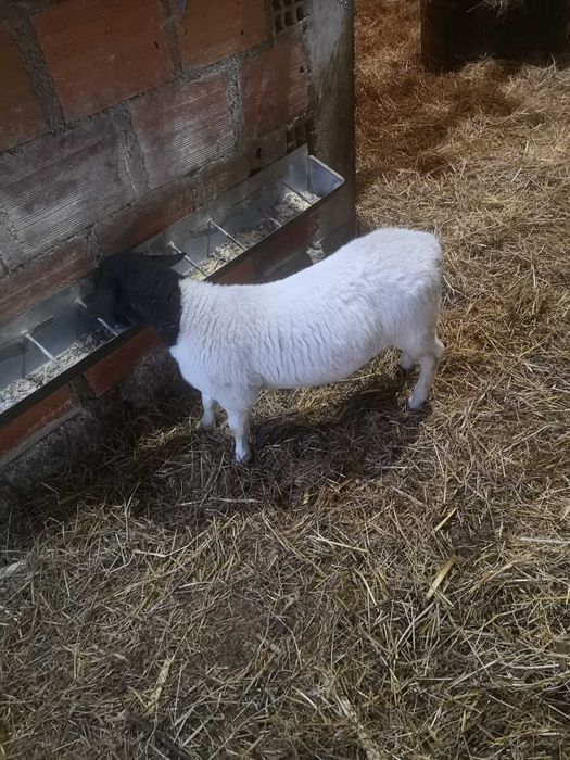 Ovelhas Borrego Dorper Puro