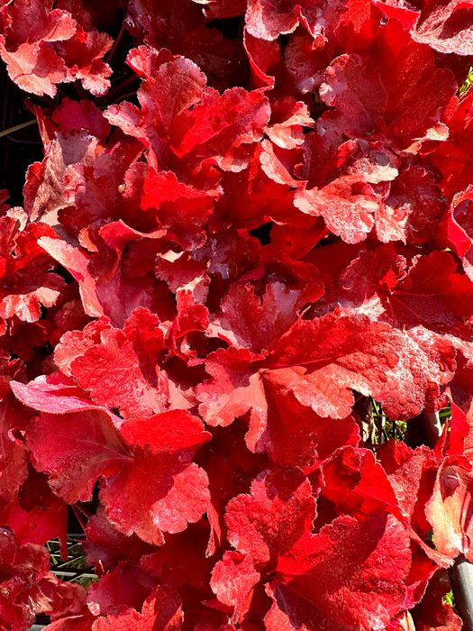 Гейхера арабіка, фореве ред