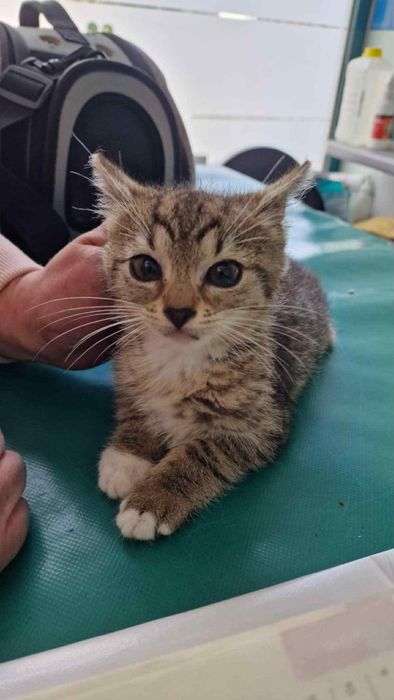 Maleństwo do adopcji!