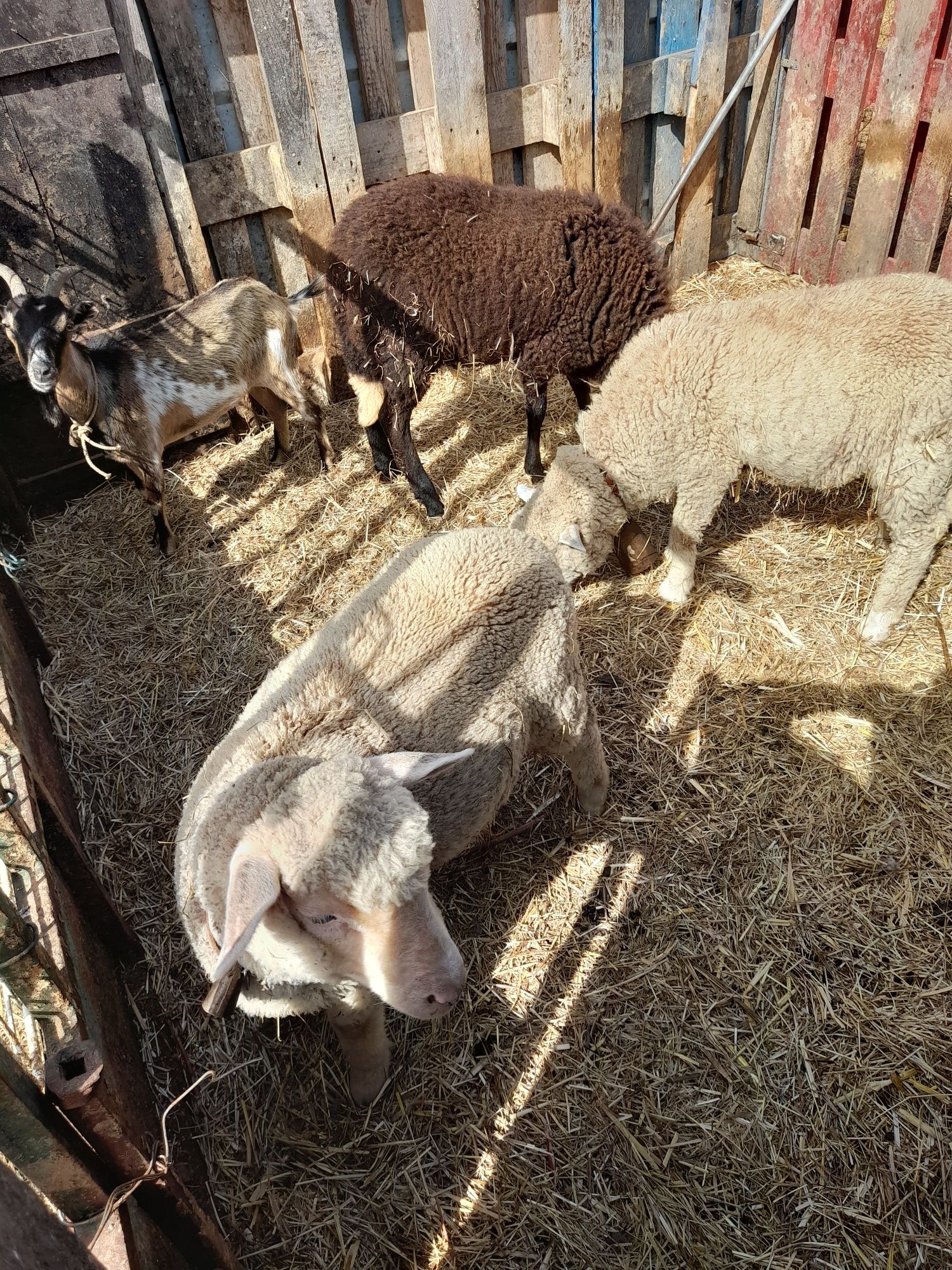 Borrego e borregas