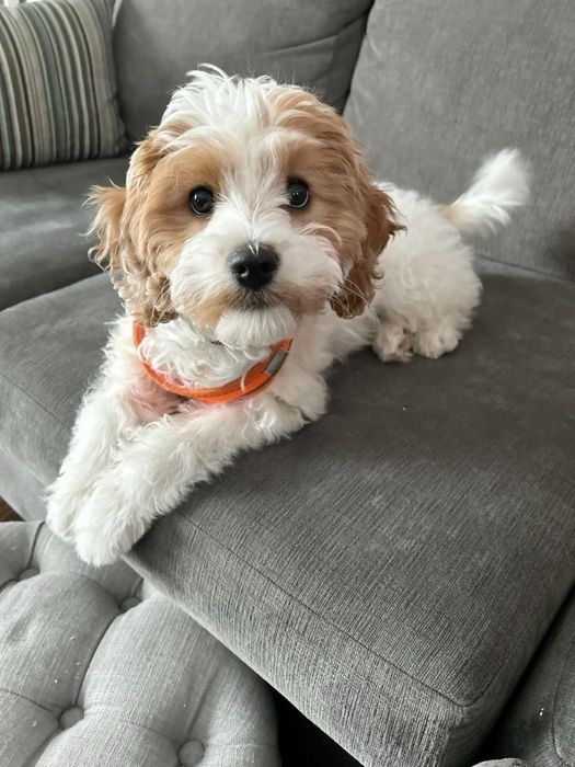 Мальтипу міні преміальне щастячко