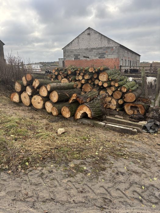 Drzewo lipa na sprzedaż okolo 10 m3