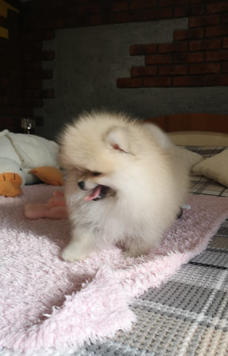 Szpic miniaturowy pomeranian