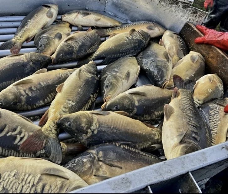 Karp  zywy na sprzedaz, polecam pyszna rybka !