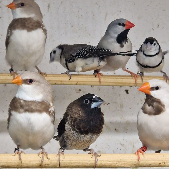 Diamante Sparrow, Bichenov, Mandarins Gigantes