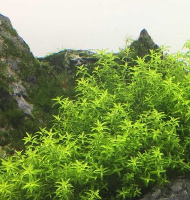 pack de plantas para aquario (fácies de manter)