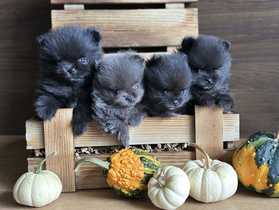 POMERANIAN szpic miniaturowy miś lalka :)