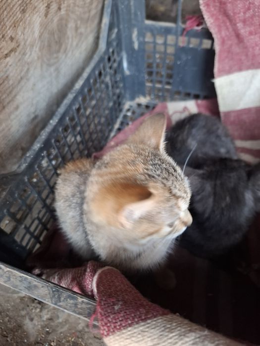 Віддам кошенят у добрі руки