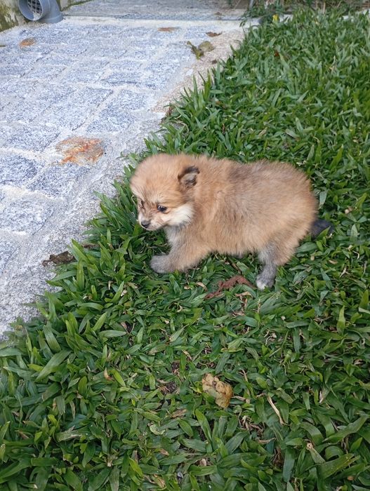 Spitz alemão fêmea