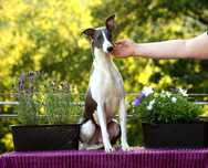 Whippet Chart Angielski, ZKwP/FCI, cudny ORFEUSZ wyjątkowej urody