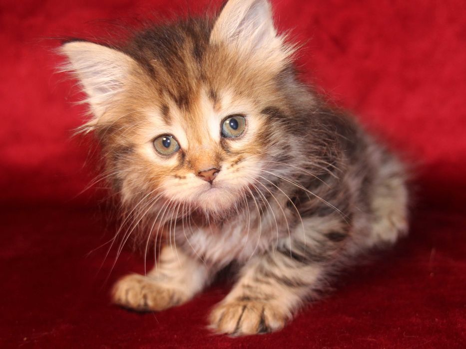 Cami kotka Syberyjska z rodowodem FPL, legalna hodowla 18 lat