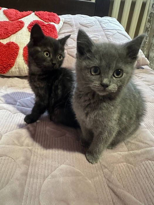 Котики від шотландської кішечки