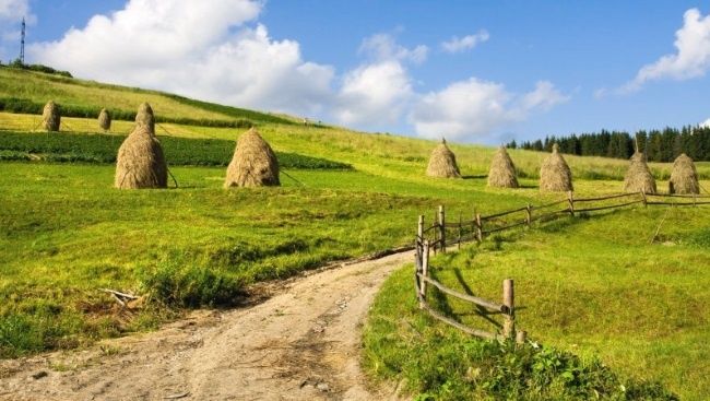 Свіже цьогорічне сіно