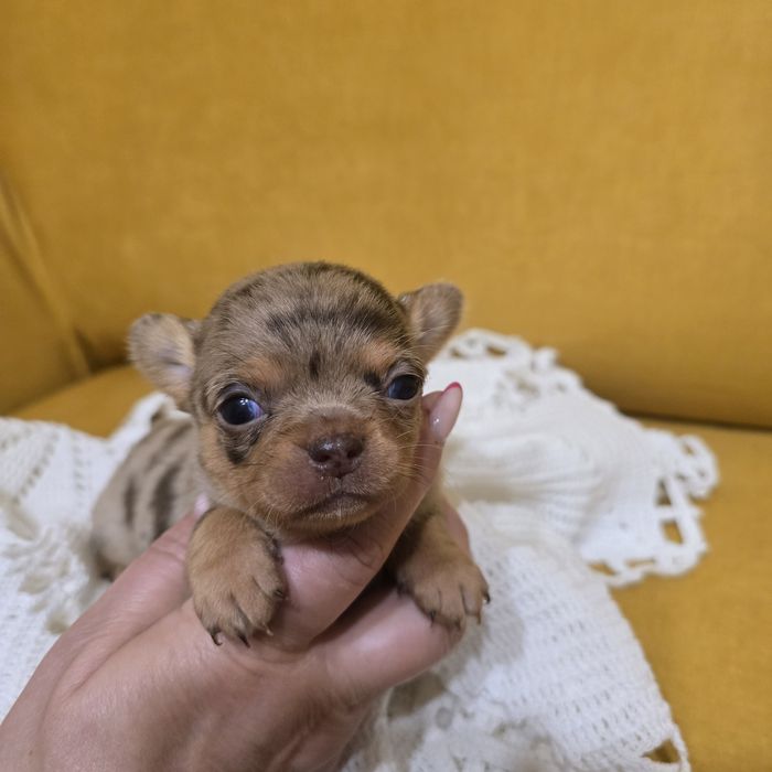 Chihuahua suczka choco merle tan