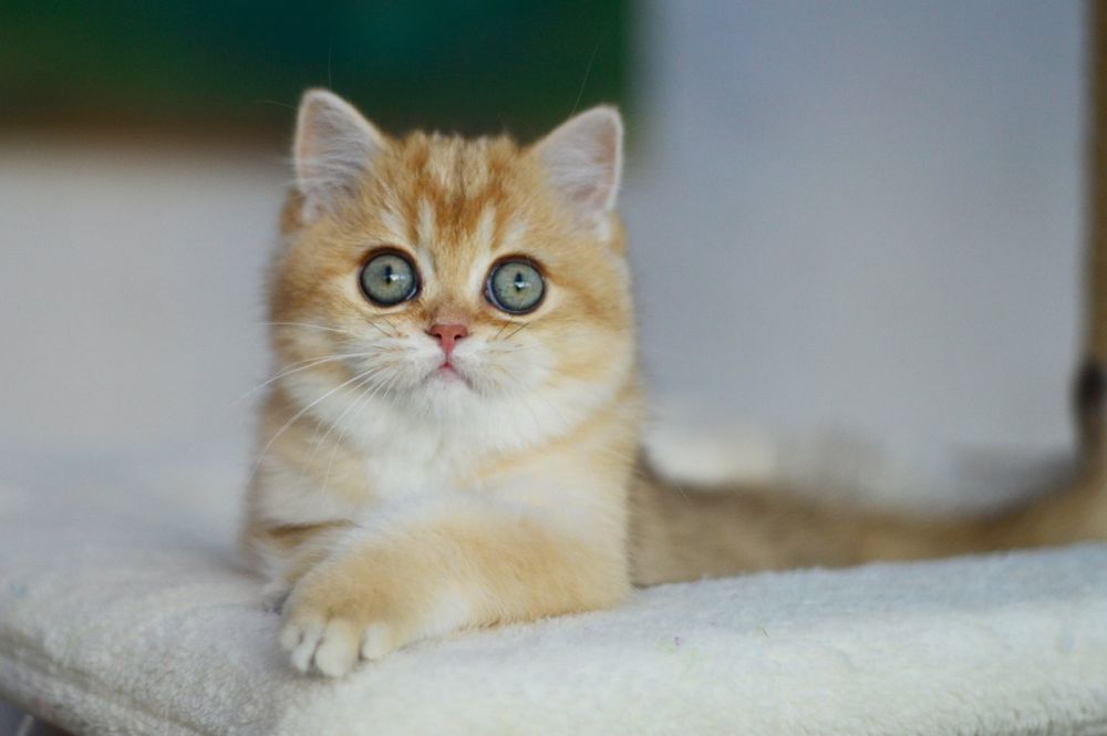 Kotka złota szynszylowa, rodowód FPL, możliwa opcja do hodowli