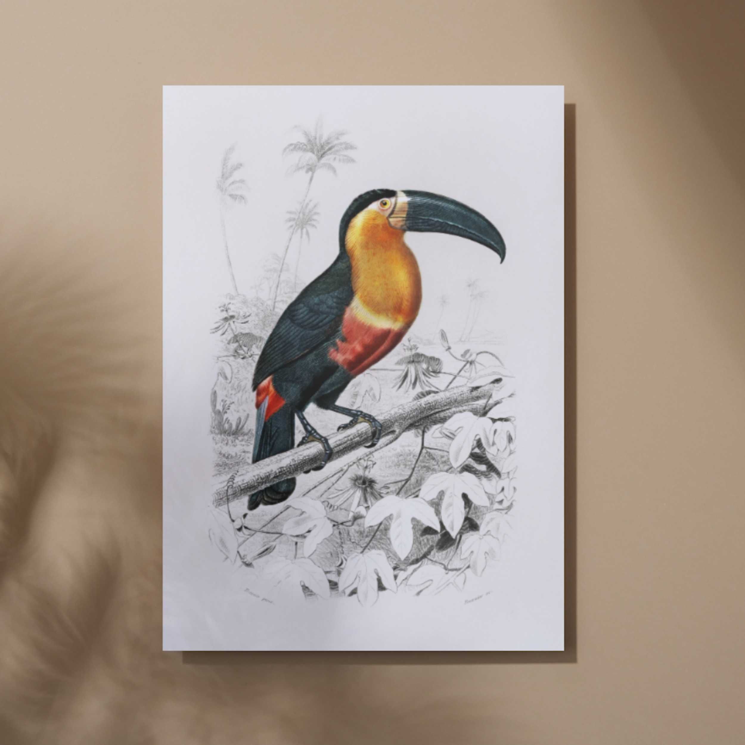 Plakat A3 Toucan - Obraz tukan wydruk D'Orbigny#1