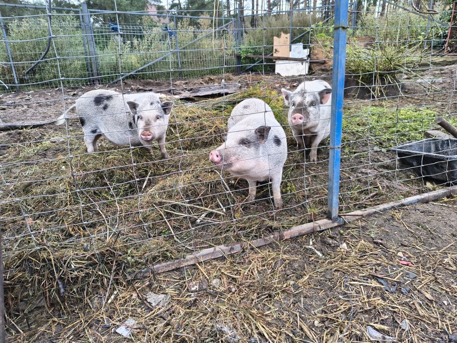 Zamienię na kucyki lub owieczki.