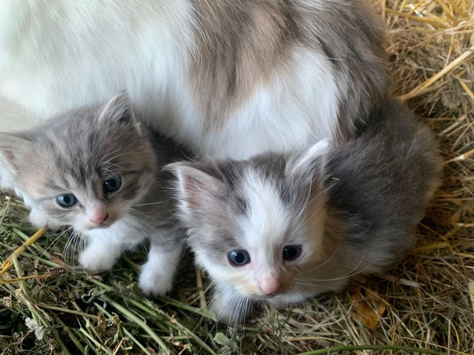 Безкоштовно віддам пухнастих кошенят у добрі руки