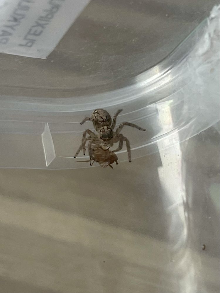 Skakun Plexippus paykulli