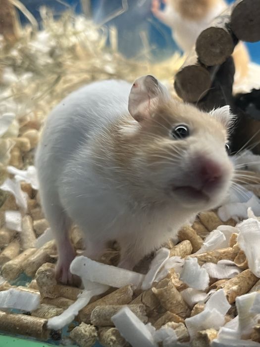 Chomiki syryjskie (chłopcy) Aqualife