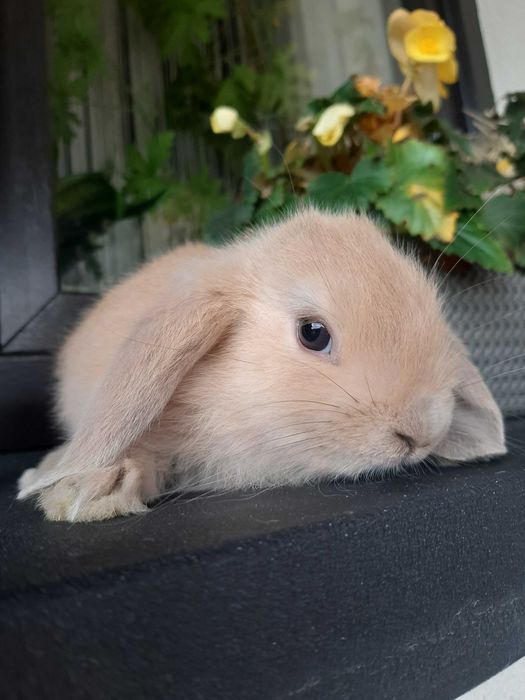 Króliki baranek miniaturka karzełek mini lop