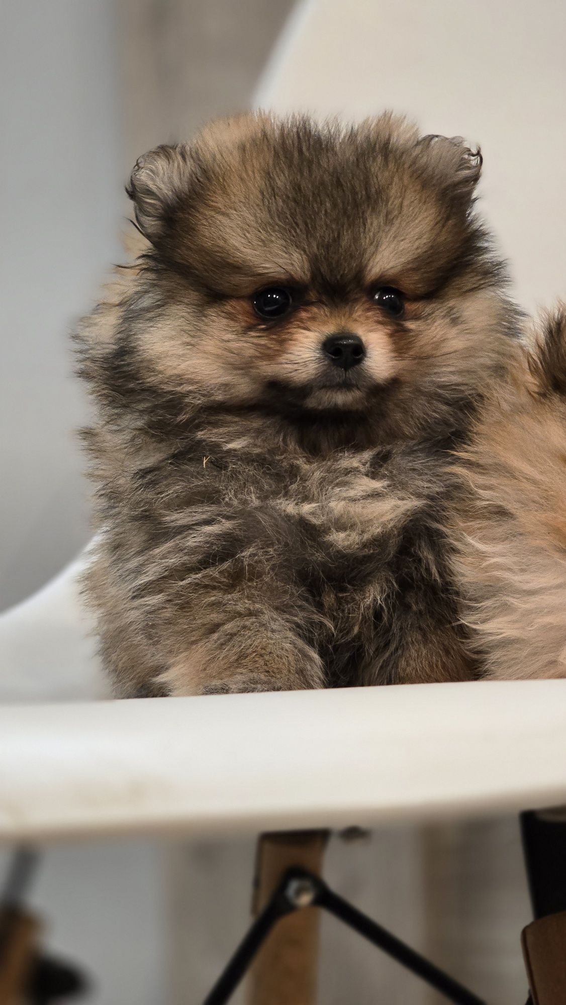 Pomeranian cudowna suczka