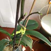 Орхідейка плямиста